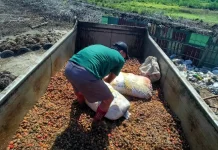 Berondolan Sawit di Singkil Perlahan Merangkak Naik