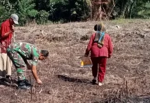 Petani Desa Tangga Besi Genjot Produksi Jagung Nasional