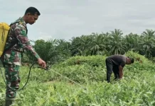 Strategi Petani Semangka Amankan Produksi Dari Gangguan Hama