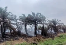 Puluhan Hektare Lahan Perusahaan Sawit di Singkil Terbakar
