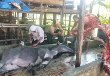 Anggota Dewan Soroti Penerima Banpres Daging Meugang di Singkil
