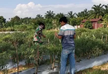 Dorong Ketahanan Pangan Babinsa Ikut Panen Cabai Warga