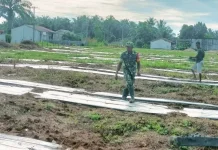 Optimalkan Lahan Tidur Petani Simpang Kiri Tanam Semangka