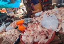 Harga Ayam Potong Aceh Singkil Turun