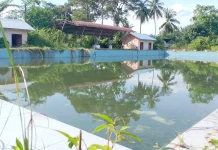 Aset Daerah Terbengkalai, Kolam Renang Subulussalam Jadi Semak