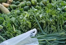 Harga Daun Sop di Aceh Singkil Melonjak