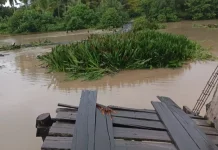 Akses Jembatan Masih Putus, Warga Singkil Terobos Sungai Angkut Hasil Pertanian