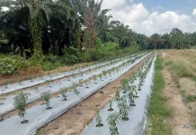 Petani Cabai di Singkil Targetkan Panen di Akhir Ramadan