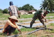 Petani dan TNI Subulussalam Sinergi Bangun Irigasi Lahan Pertanian