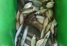 Pasca Lebaran, Ikan Laut Sulit Didapatkan di Aceh Singkil