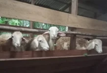 Kambing Bumdes Desa Penanggalan Subulussalam Kini Siap Jual