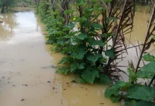 Banjir Rendam Lahan Pertanian Warga di Aceh Singkil
