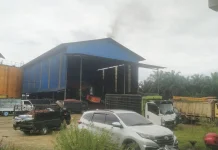 PT Bensuli Salam Makmur Beli Brondolan Sawit Rp4.150 Perkilogram
