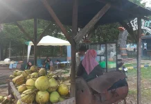 Berkah Pedagang Kelapa di Subulussalam Raup Cuan