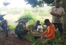 TNI Ikut Perkuat Ketahanan Pangan Desa di Singkil