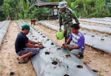 TNI di Singkil Dukung Petani Siapkan Ketahanan Pangan