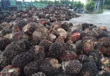 Pasca Lebaran Harga TBS Sawit diSingkil Naik Rp2.600