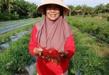 Harga Cabe Merah di Aceh Singkil Anjlok, Petani Merugi
