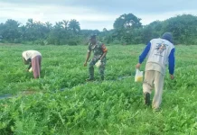 Sinergi TNI Bersama Petani di Subulussalam Tingkatkan Kualitas Buah Semangka