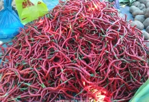 Harga Cabai Merah di Aceh Singkil Semakin Anjlok.
