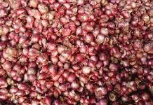Segini Harga Bawang merah di Aceh Singkil
