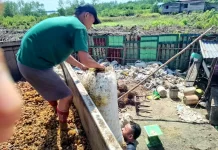 Harga Berondolan Sawit di Aceh Singkil Merangkak Naik