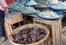 Segini Harga Ikan Lele Sale di Aceh Singkil