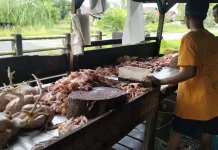 Harga Ayam Potong di Aceh Singkil Stabil