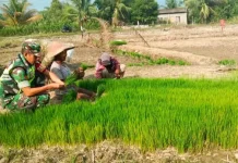 TNI dan Petani di Singkil Bersinergi Perkuat Ketahanan Pangan
