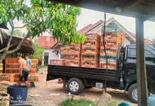 Penjualan Anjlok, Pedagang Ayam Potong di Singkil Terancam Merugi