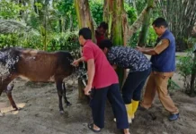 Dinas Peternakan Aceh Singkil Cek Kesehatan Hewan Kurban, Pastikan Bebas dari PMK