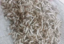 Ketika Jamur Liar Jadi Cuan