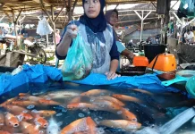 Segini Harga Ikan Air Tawar di Singkil