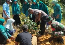 Babinsa dan PKK Longkib Subulussalam Sulap Lahan Kosong Jadi Kebun Durian