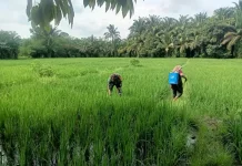 Petani di Subulussalam Gandeng Babinsa Basmi Hama Padi