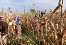 Dorong Ketahanan Pangan, Petani Simpang Kiri Genjot Produksi Jagung