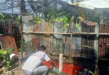 Manfaatkan Lahan Kosong, Pemuda Singkil Raup Rp3 Juta dari Ternak Lele