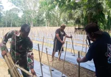 TNI terus Dampingi Petani dalam mendukung Ketahanan pangan
