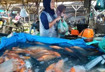Ini Harga Ikan Air Tawar di Singkil