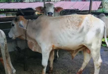 Ratusan Ternak Kurban Siap Penuhi Kebutuhan Warga Subulussalam