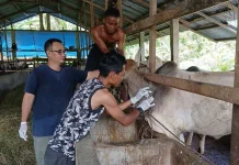 Pemerintah Jamin Kesehatan Hewan Kurban di Subulussalam