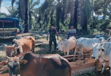 Memilih Hewan Kurban Sesuai Ketentuan Islam