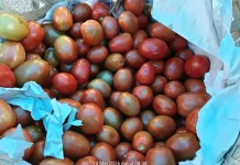Harga Tomat di Aceh Singkil Melonjak Rp25 Ribu Per Kilogram