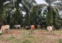 Idul Adha 1447 H: Peternak Subulussalam Tawarkan Skema Unik Jaminan Hewan Kurban