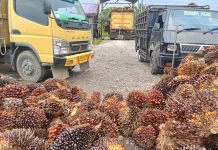 Harga Sawit di Singkil Merosot Rp 2.500 Perkilogram