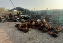 Harga TBS Sawit Terjun Bebas, Rp1.850 perkilogram