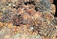 CPO Anjlok, Harga Kelapa Sawit Terjun Bebas di Aceh Singkil