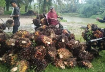 Aturan Baru Ekspor Sawit Satu Pintu Picu Penurunan Harga TBS di Aceh