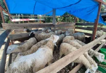 Permintaan Hewan Kurban di Subulussalam Melonjak 60 Persen