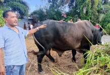 Presiden Prabowo Serahkan Sapi Kurban Seberat 1 Ton untuk Aceh Singkil